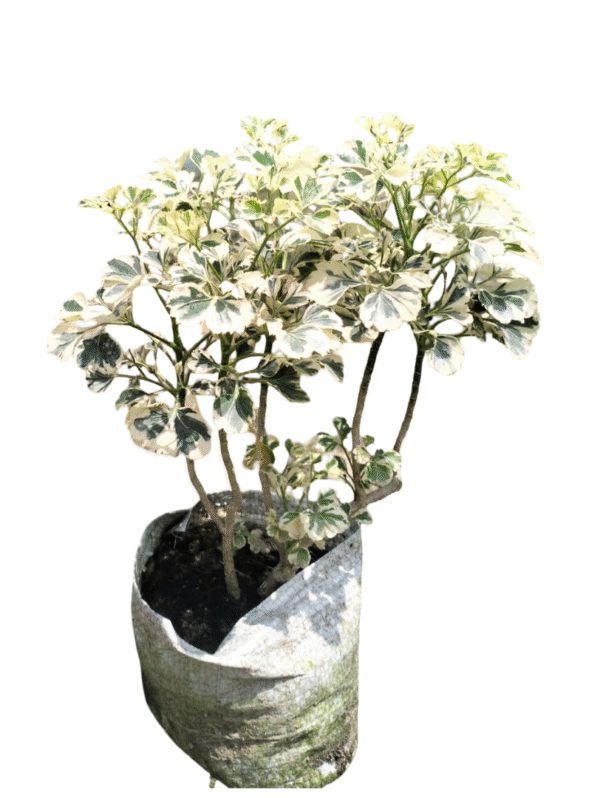 Aralia Variegated – Mini Accent Plant