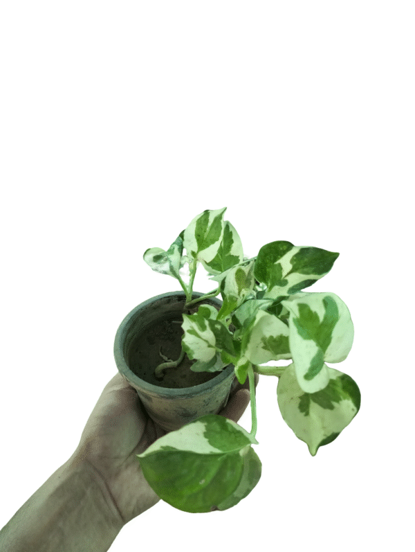 Marble Money Plant mini