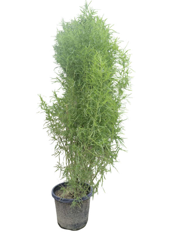Kochia Plant – Bushy & Bright
