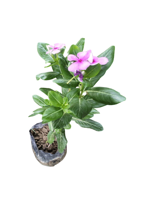 Pink Sadabahar – Flowering Favourite