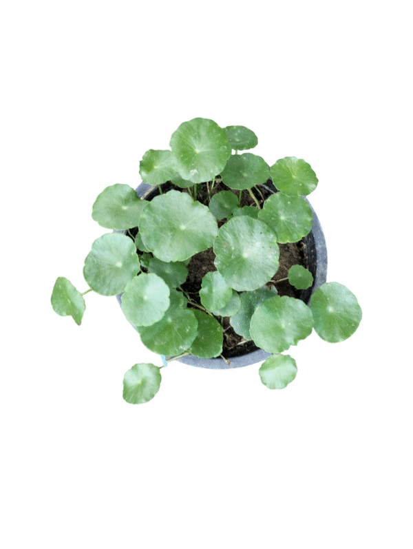 Coin Plant – Lucky & Low Maintenance